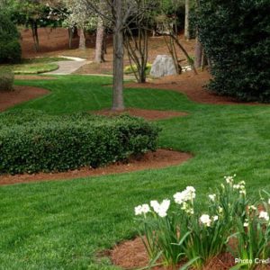 green lawn and flowers