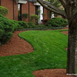 green grass and trees