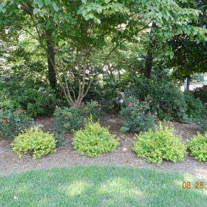 shrubs and green grass