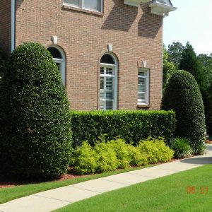 shrubs and brick house