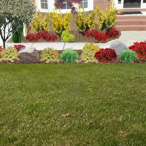 green grass with flowers