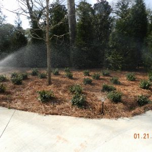 shrubs and pinestraw