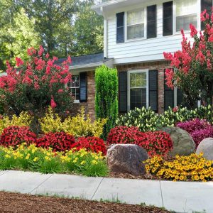 shrubs in front of house