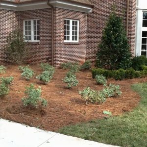 shrubs and pinestraw in front of house