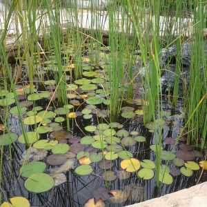 lilly pads on a pond