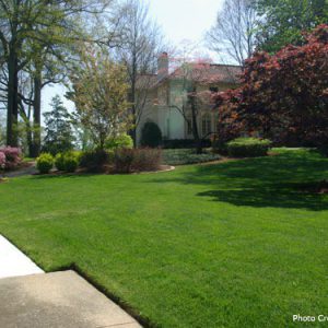 green grass with trees and shrubs