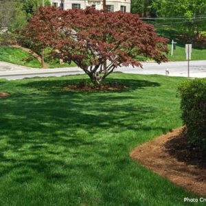 green grass with trees and shrubs