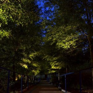 trees being lit at night