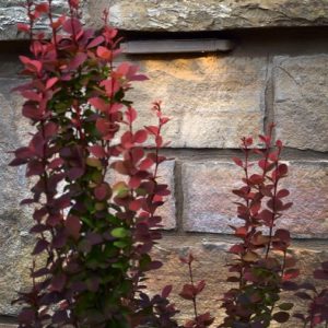 shrubs against brick wall