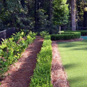 shrubs and pinestraw