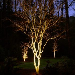 tree being lit at night