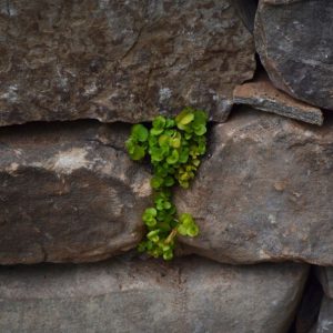 greenery in stone wall